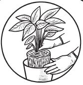 Галина Серикова - Комнатные деревья и кустарники: лимон, вишня, гранат,...