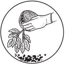 Галина Серикова - Комнатные деревья и кустарники: лимон, вишня, гранат,...