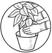 Галина Серикова - Комнатные деревья и кустарники: лимон, вишня, гранат,...