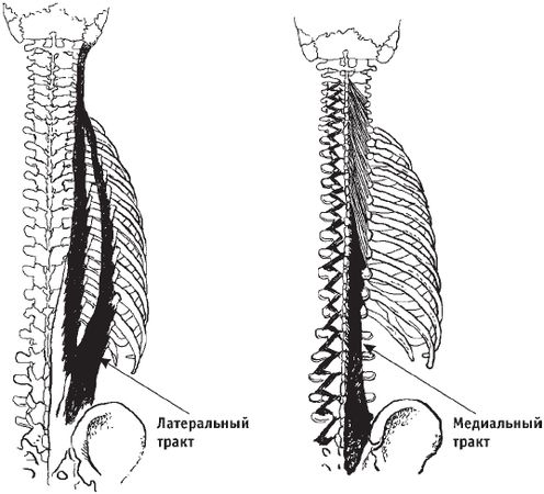 Виктор Ченцов - Первая скрипка позвоночника