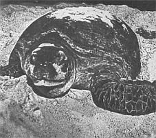 Жак-Ив Кусто, Филипп Диоле - Жизнь и смерть кораллов