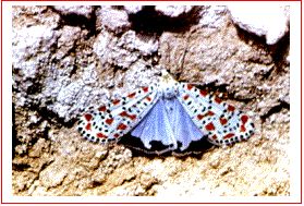 Владимир Мурзин - Приключения в пустыне