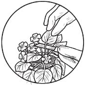 Галина Серикова - Комнатные деревья и кустарники: лимон, вишня, гранат,...