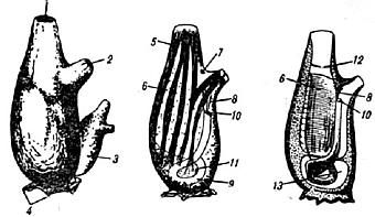 Жак-Ив Кусто, Филипп Диоле - Жизнь и смерть кораллов
