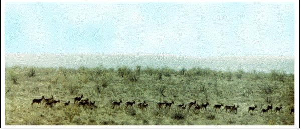 Владимир Мурзин - Приключения в пустыне