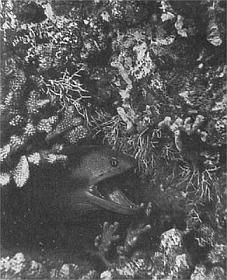 Жак-Ив Кусто, Филипп Диоле - Жизнь и смерть кораллов