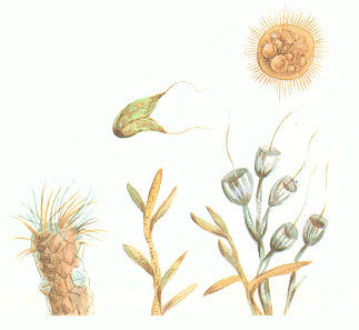 Ирина Яковлева, Владимир Яковлев - По следам минувшего