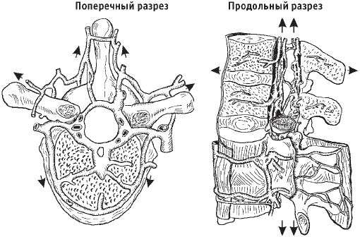Виктор Ченцов - Первая скрипка позвоночника