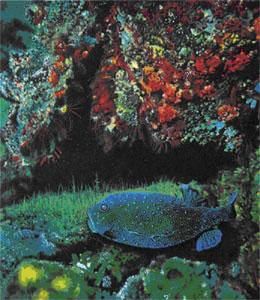 Жак-Ив Кусто, Филипп Диоле - Жизнь и смерть кораллов