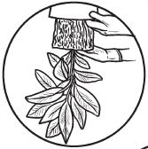 Галина Серикова - Комнатные деревья и кустарники: лимон, вишня, гранат,...