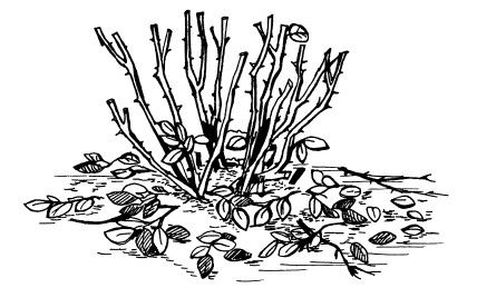 Максим Жмакин - Готовим участок к зиме