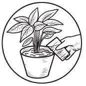 Галина Серикова - Комнатные деревья и кустарники: лимон, вишня, гранат,...