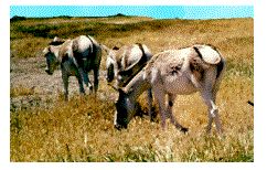 Владимир Мурзин - Приключения в пустыне