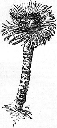 Жак-Ив Кусто, Филипп Диоле - Жизнь и смерть кораллов