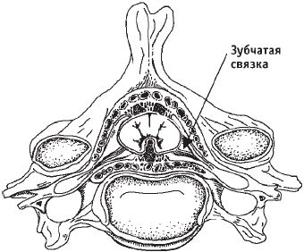 Виктор Ченцов - Первая скрипка позвоночника