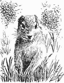 Дмитрий Харламов - Сказание о верном друге