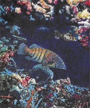 Жак-Ив Кусто, Филипп Диоле - Жизнь и смерть кораллов