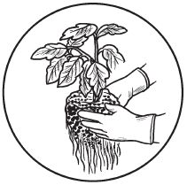 Галина Серикова - Комнатные деревья и кустарники: лимон, вишня, гранат,...