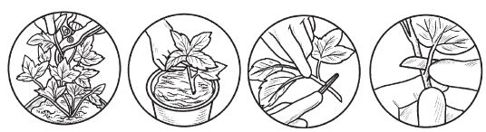 Комнатные деревья и кустарники: лимон,...