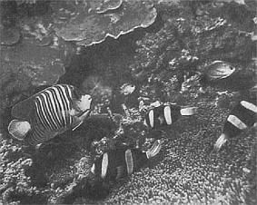 Жак-Ив Кусто, Филипп Диоле - Жизнь и смерть кораллов