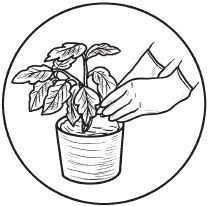 Галина Серикова - Комнатные деревья и кустарники: лимон, вишня, гранат,...