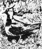 Леонид Семаго - Перо ковыля