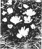 Леонид Семаго - Перо ковыля