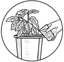 Галина Серикова - Комнатные деревья и кустарники: лимон, вишня, гранат,...