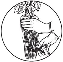 Галина Серикова - Комнатные деревья и кустарники: лимон, вишня, гранат,...