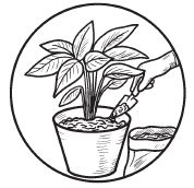 Галина Серикова - Комнатные деревья и кустарники: лимон, вишня, гранат,...