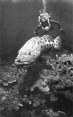 Жак-Ив Кусто, Филипп Диоле - Жизнь и смерть кораллов