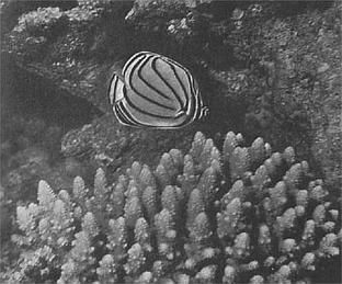 Жак-Ив Кусто, Филипп Диоле - Жизнь и смерть кораллов