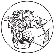 Галина Серикова - Комнатные деревья и кустарники: лимон, вишня, гранат,...