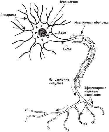 Виктор Ченцов - Первая скрипка позвоночника