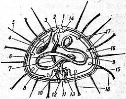 Жак-Ив Кусто, Филипп Диоле - Жизнь и смерть кораллов