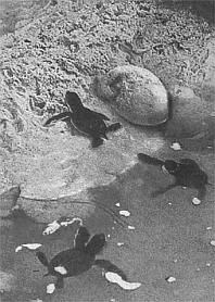 Жак-Ив Кусто, Филипп Диоле - Жизнь и смерть кораллов