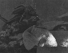 Жак-Ив Кусто, Филипп Диоле - Жизнь и смерть кораллов