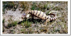 Приключения в пустыне