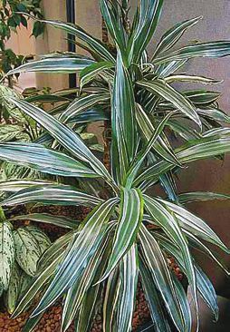 Татьяна Дорошенко - Целебные растения