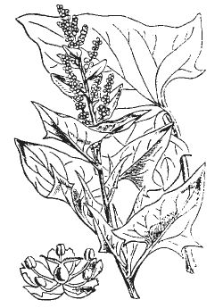 Александр Хаиль - Райский сад на дачном участке. Самые красивые растения,...