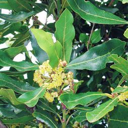 Татьяна Дорошенко - Целебные растения