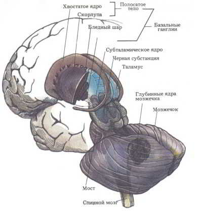 Флойд Блум, Арлайн Лейзерсон и др. - Мозг, разум и поведение