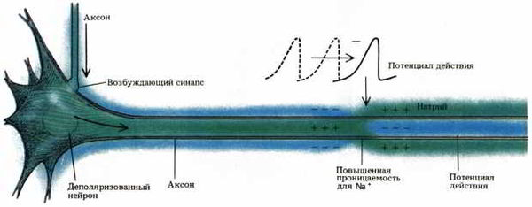 Флойд Блум, Арлайн Лейзерсон и др. - Мозг, разум и поведение