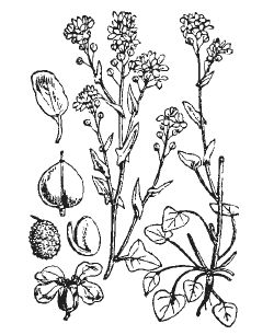 Александр Хаиль - Райский сад на дачном участке. Самые красивые растения,...