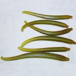 Татьяна Дорошенко - Целебные растения