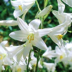 Татьяна Дорошенко - Целебные растения