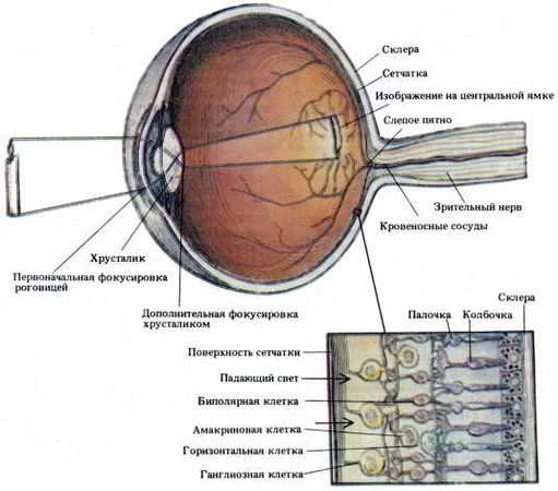 Флойд Блум, Арлайн Лейзерсон и др. - Мозг, разум и поведение