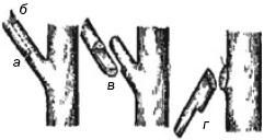 Формирование и обрезка плодового сада