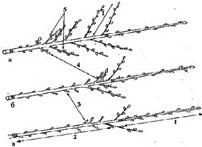 Формирование и обрезка плодового сада