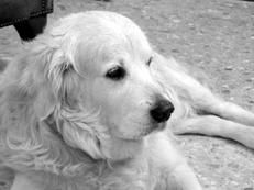 Марина Куропаткина - Ретриверы